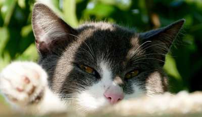 猫 宿醉 家畜 家猫 关闭 黑和白 花园 短发 可爱的 困了