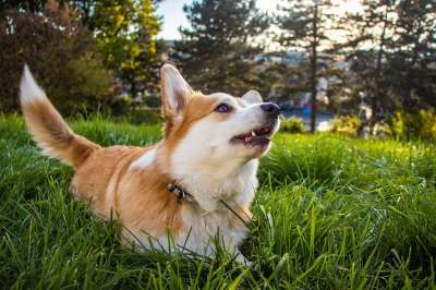聆听 我在听 彭布罗克威尔士柯基犬 威尔士柯基犬 柯基犬 狗 宠物