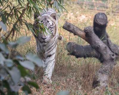 白色的老虎 老虎 动物 动物园 大猫 捕食者 条纹 猫科动物