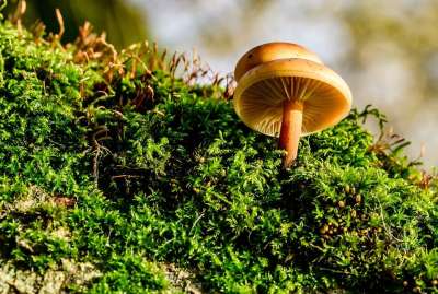 蘑菇 苔藓 落下 在森林里 有毒 自然