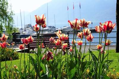 洛迦诺 郁金香 花 自然 海滩 港口 湖 Maggiore 春天