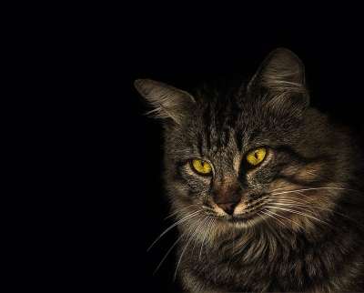 猫咪 猫 动物 动物医院 宠物 花园 动物的广告 商业突破