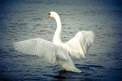 天鹅 鸟 动物 湖 自然 白鸟 翅膀 Schwimmvogel