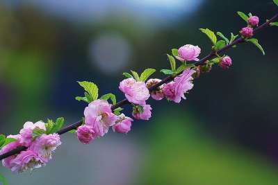 杏仁蛋糕 杏仁花 杏仁树枝 盛开 开花 春天 小花 粉红色的花朵