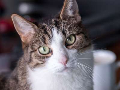 猫 宿醉 咖啡 杯子 景深 景深的 眼睛 鼻子 晶须 猫眼