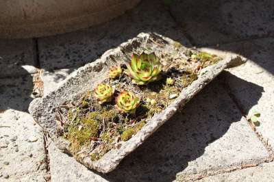 景天 Sempervivumväxter 干燥 工厂 屋顶 大自然