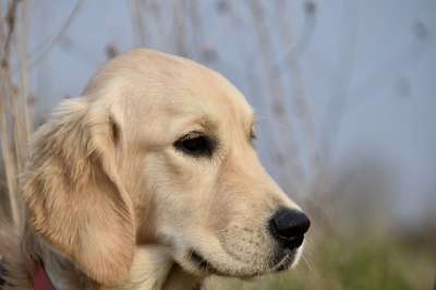 金毛猎犬 狗 宠物 动物 母狗 国家的 犬类 哺乳动物 领导