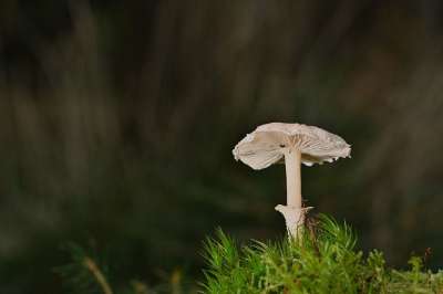 蘑菇 光盘真菌 真菌科学 森林 荒野 苔藓 自然