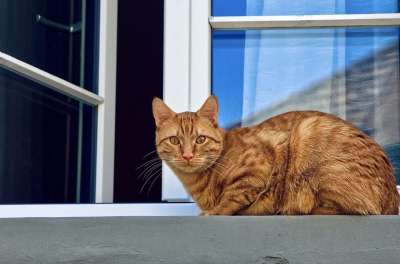 猫 宠物 猫科动物 动物 毛皮 基蒂 哺乳动物 国内的 国内的猫