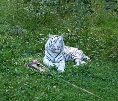老虎 白色的老虎 白 猫 猫科动物 野生 捕食者 享受
