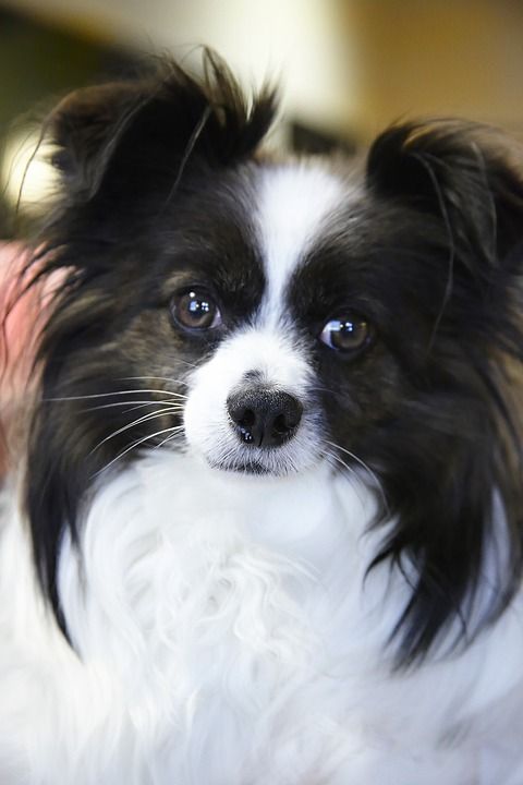 狗 乳头状 宠物 动物 犬类