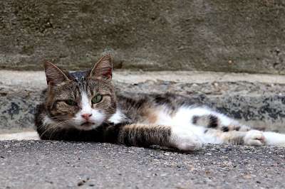 猫 宠物 虎斑猫 动物 国内的猫 猫科动物 哺乳动物 可爱的