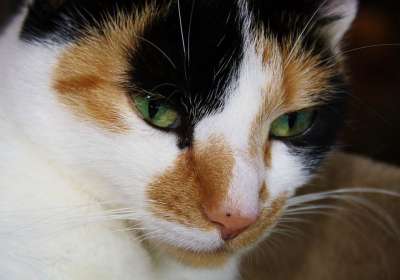 猫 Katzenkopf 猫脸 猫眼 家猫