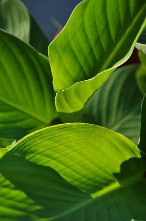 植物 夏天 阴影 自然 工厂 花园 绿色 春天 漂亮的