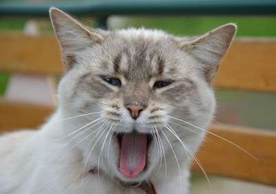 猫 家畜 微笑的猫 语言聊天 猫科动物 粉红色的舌头粗糙 动物