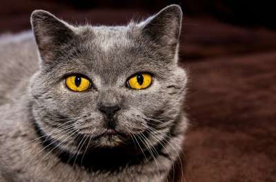 猫 眼睛 背景图片 细心 头 说谎 灰色的 橙色的 手表 关闭