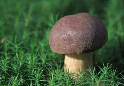 蘑菇 自然 森林 收集 苔藓 食用菌 棕色的 绿色 宏