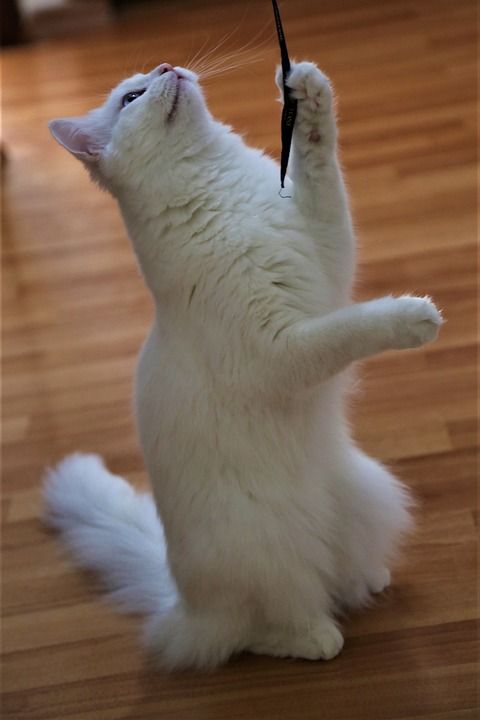 猫 动物 可爱 宠物 哺乳动物 美丽 爱 游戏