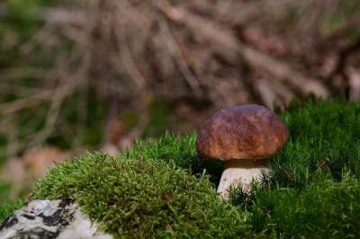 蘑菇 森林 真菌科学 苔藓 森林地面 落下 自然