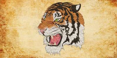 老虎 猎豹 狮子 动物 优质的 捷豹 豹 彪马 幼兽 猫科动物