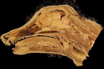 头 解剖学 狗 矢状切面 鼻腔 口腔 脑 兽医 生物学 科学