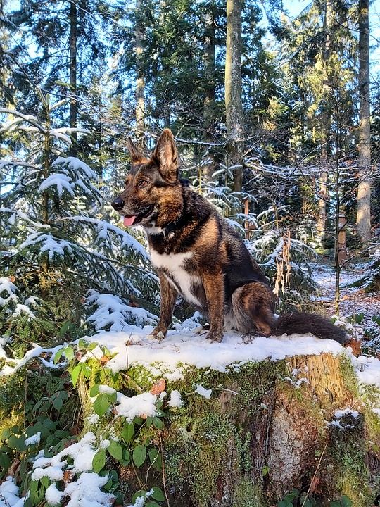 冬季森林 下雪的 狗 杂交种 森林漫步