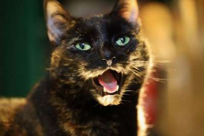 猫 猫眼 猫脸 玳瑁 家畜 家猫 动物 小猫 野生动物