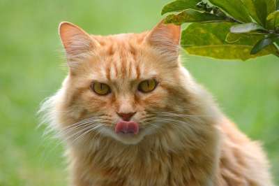 猫 宿醉 舌头 猫的舌头 红色宿醉 肖像 长发 红色的 鲭鱼