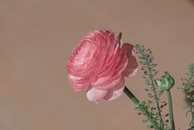 茛 花 开花 春天的花朵 盛开 花瓣 花艺 花摄影 关闭