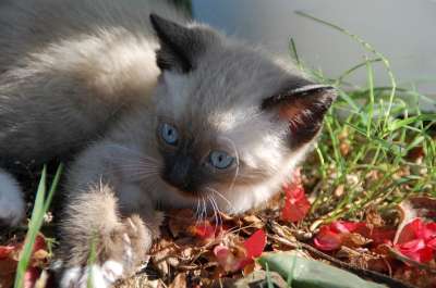 猫 小猫 动物