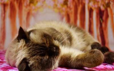 英国短毛猫 猫 家畜 家猫 纯种 野生动物 Bkh 睡觉 可爱的
