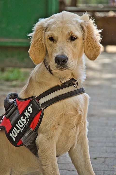 金毛猎犬 狗 小狗 动物 家畜 可爱的 纯种狗 猎犬 肖像