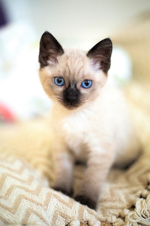 可爱 动物 小的 宠物 猫 小猫 泰国 暹罗猫 蓝眼睛 品种