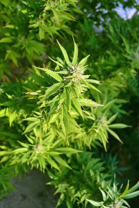草 大麻 绿色 毒品 麻 自然 药品 苜蓿 草本植物
