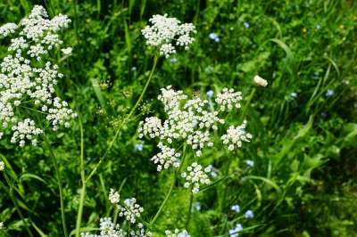 体育 花 白色的 春天 香气 香水 有效成分 化妆品 温泉