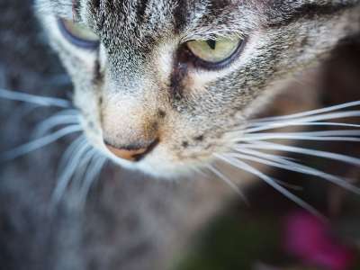 猫 宿醉 野生动物 老虎 家畜 宏