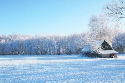 冬季 森林 场地 雪 冷 景观 性质 谷仓 树木