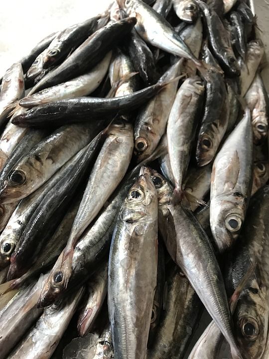 鱼 市场 S 食物 新鲜的 海 海鲜 钓鱼 海洋 自然 美食