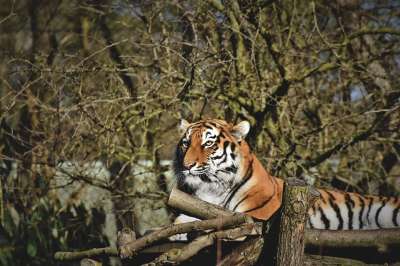 老虎 西伯利亚虎 大猫 捕食者 食肉动物 野猫 猫 动物 荒野