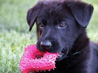 黑的德国牧羊犬 孩子们的 头 狗 游戏 甜 草