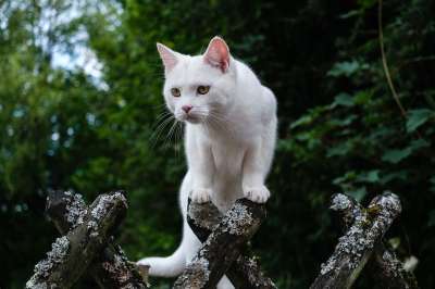 猫 花园 户外的 动物 英国短毛猫 自然 幻想 可爱的