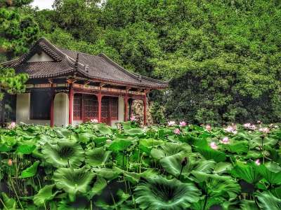 莲花 花 树叶 粉色的 夏天 密室 绿化 池塘 树木