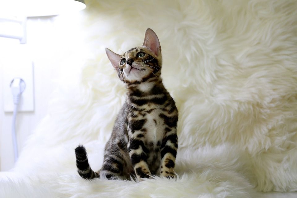 孟加拉, 猫, 猫形象, 宝贝猫, 宠物, 微妙的组合, 猫舍, 小猫