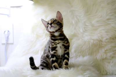 孟加拉 猫 猫形象 宝贝猫 宠物 微妙的组合 猫舍 小猫