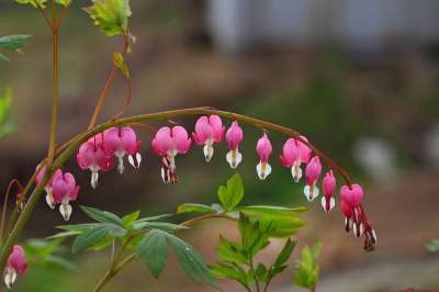 大自然 花 植物 叶子 户外 花园 美丽的 荒野 花瓣 生动