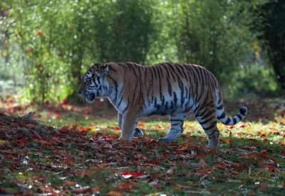 东北虎 老虎 捕食者 西伯利亚虎 猫 大猫 野生猫 猫科动物
