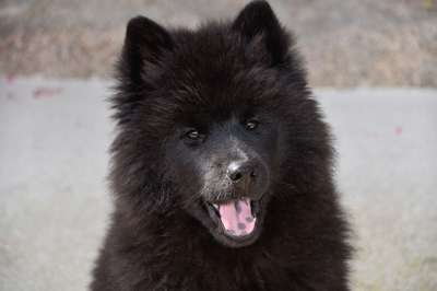 狗 狗Eurasier 年轻Eurasier 婊子Ploublue 小狗