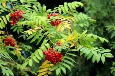 山灰 树 红色水果 图 分支 植物 秋天 季节 性质