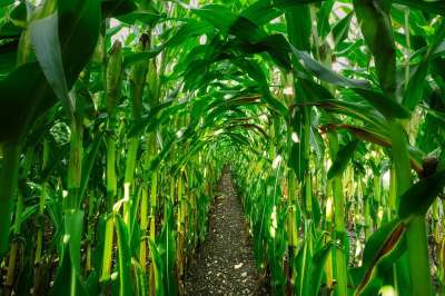 玉米 玉米地 玉米棒子 农业 自然 收成 食物 植物 玉米植株
