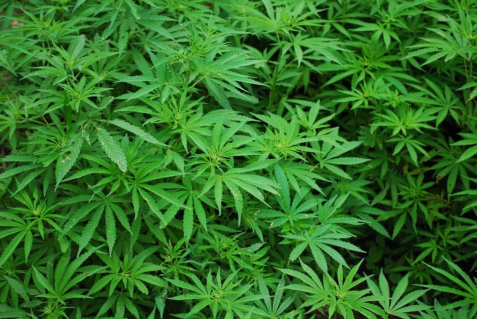 叶子, , 郁郁葱葱, 植物, 自然, 药品, 颜色, 绿色, 绿色的大自然